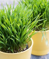 How to grow Wheatgrass, make wheatgrass juice, health benefits and side effects //// Vegan Family Recipes #healthy #superfood