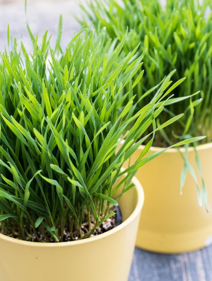 How to grow Wheatgrass, make wheatgrass juice, health benefits and side effects //// Vegan Family Recipes #healthy #superfood